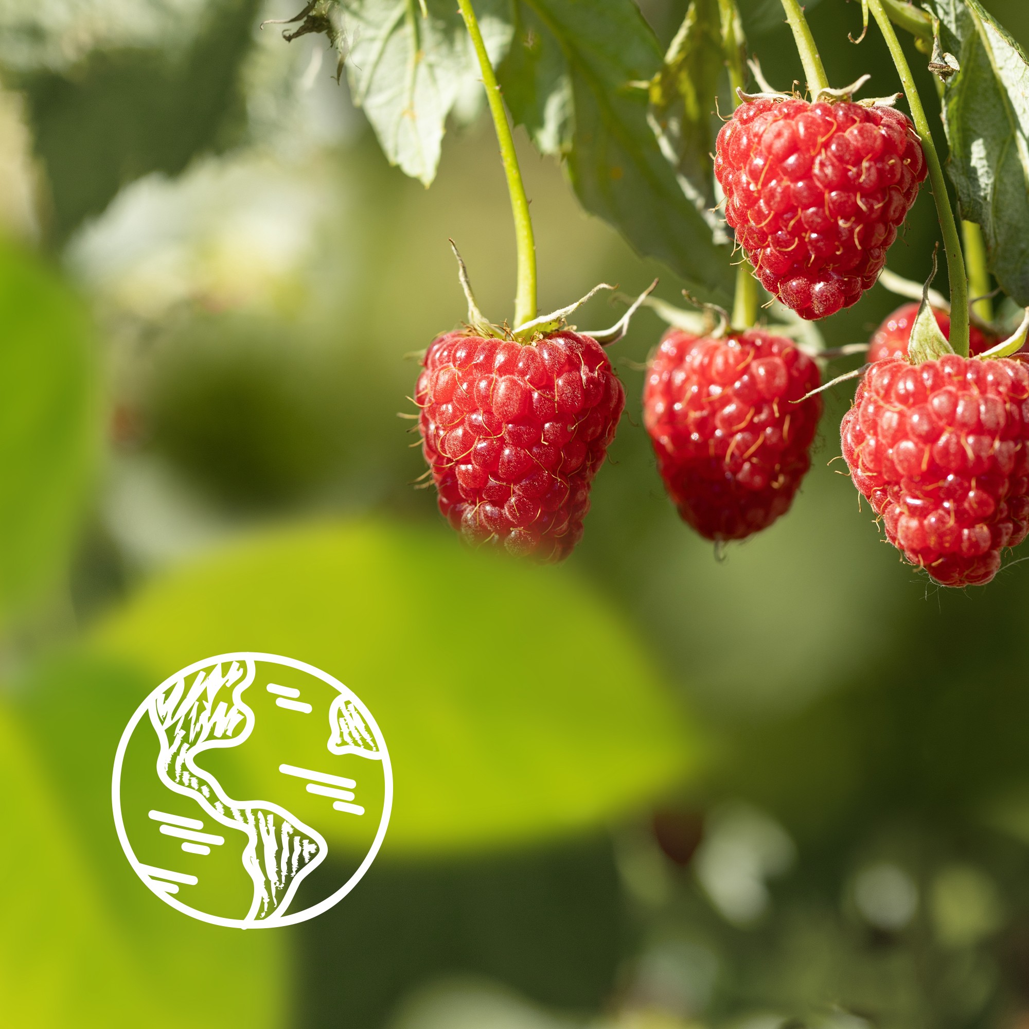 Le Petit Marseillais malina&pivoňka sprchový gel 400 ml